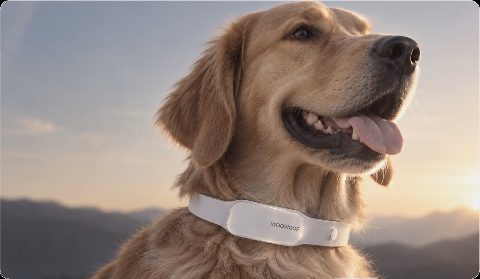 Golden retriever wearing the WooWoof collar at sunset