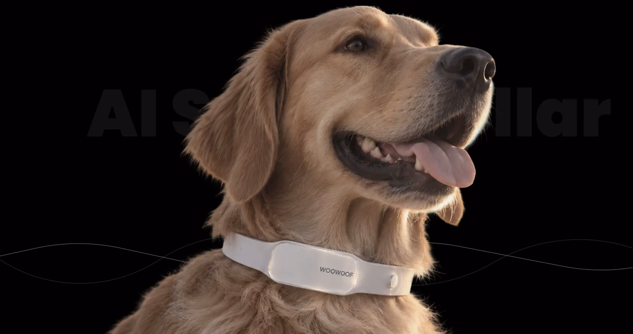 Golden retriever wearing the collar